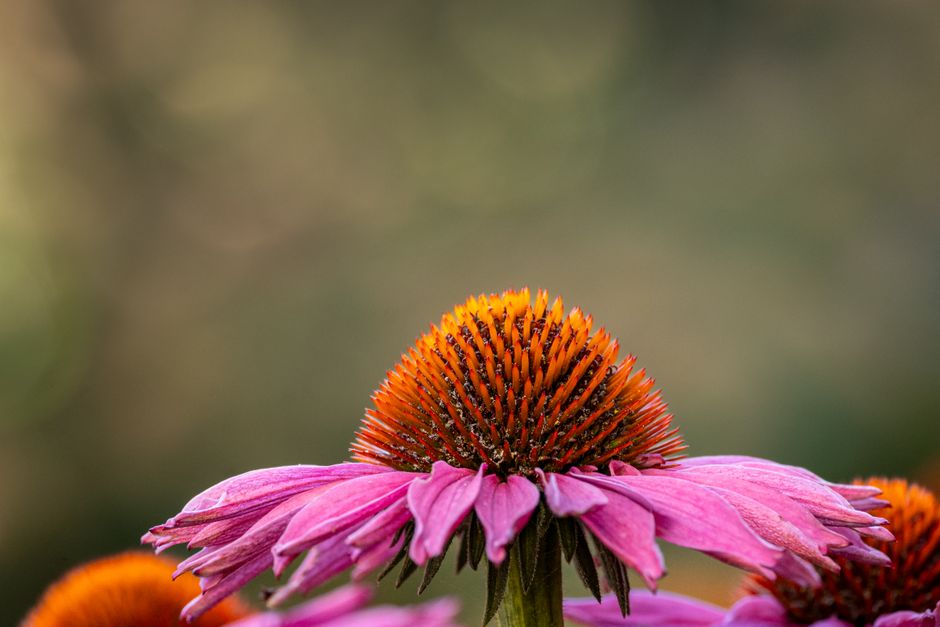 Luxe balkonweergave met zomerse buitenplanten.
