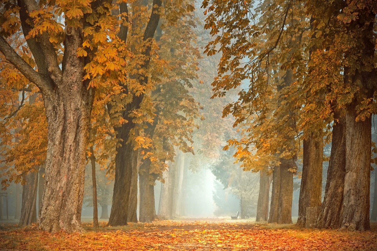 Gezellige herfstvensterbank met groene plantenbakken.