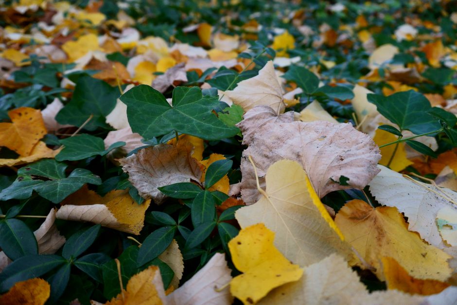 Verhoogde bedden met rijke herfstgroenten in kruisperk.