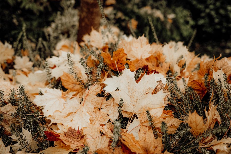 Kruisperk met diverse herfstgroenten en kleurrijke bladeren.
